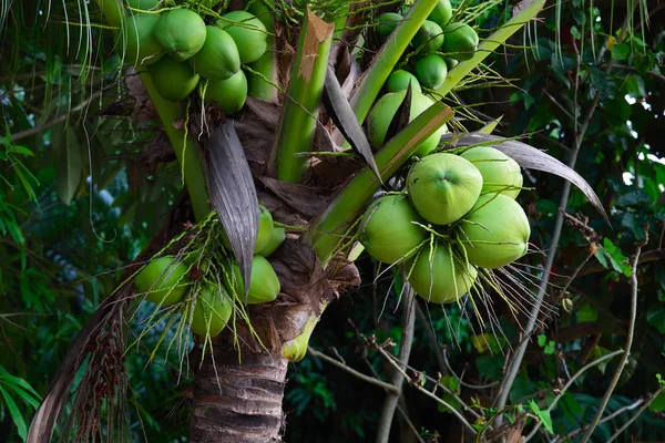 Noci di cocco — Foto Stock