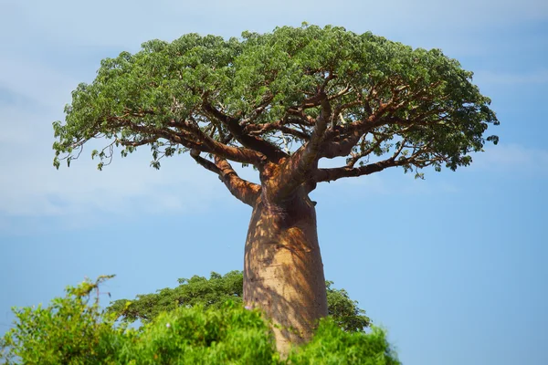 6 992 Baobab Stock Photos Images Download Baobab Pictures On Depositphotos
