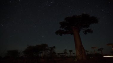 yıldızlı gökyüzü ve baobab ağaçları ile zaman atlamalı.