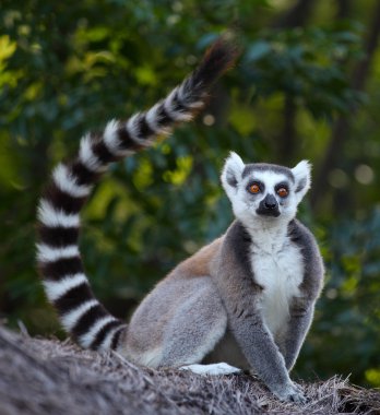 Madagaskar