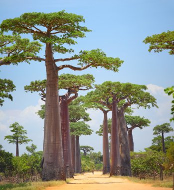 Baobab