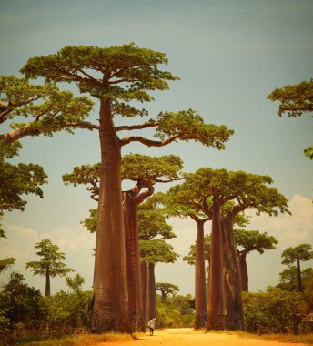Baobab