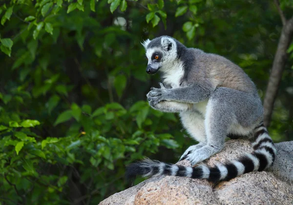 Madagaskar — Zdjęcie stockowe