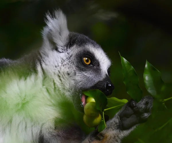 Lemurer — Stockfoto