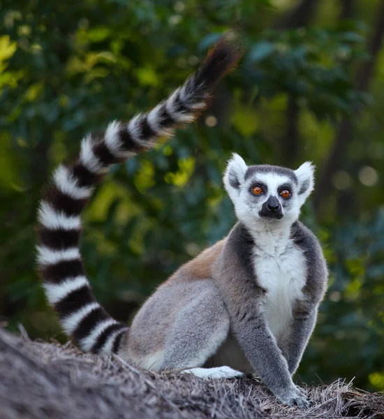 Мадагаскар — стокове фото