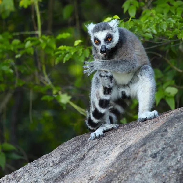 Madagaskar — Stockfoto