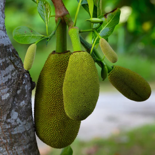 Frutta di Jack — Foto Stock