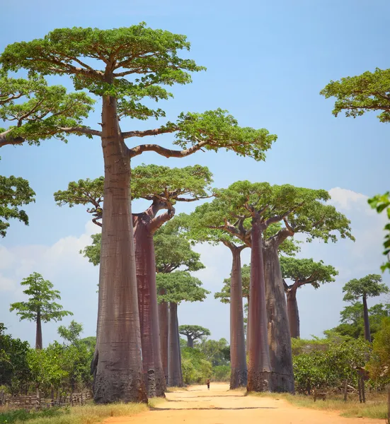 Baobab — Stockfoto