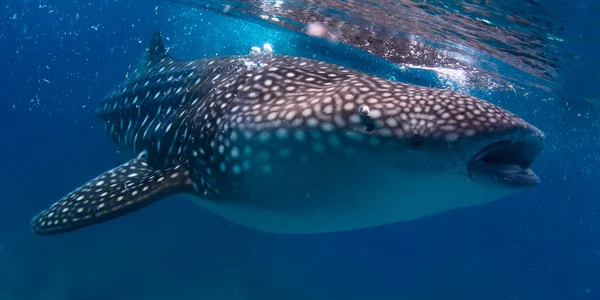 Tubarão-baleia — Fotografia de Stock