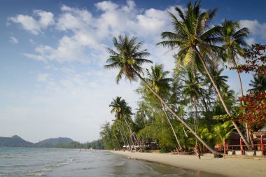 palmiye ağaçları ile tropikal kumlu plaj. Koh chang, Tayland