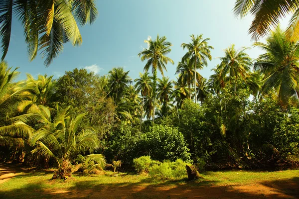 Jardim — Fotografia de Stock