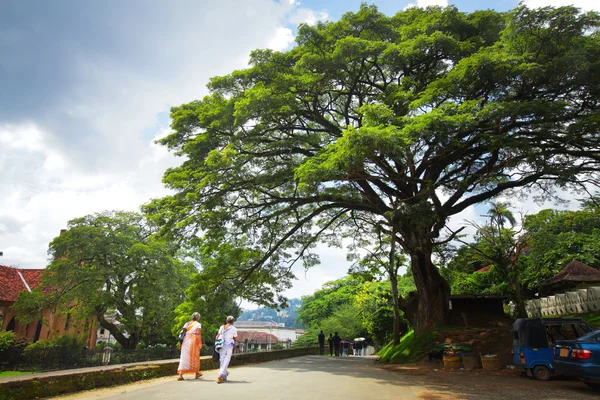 Kandy... — Fotografia de Stock