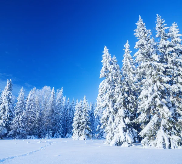 Campo de neve — Fotografia de Stock