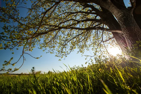 Primavera — Foto de Stock