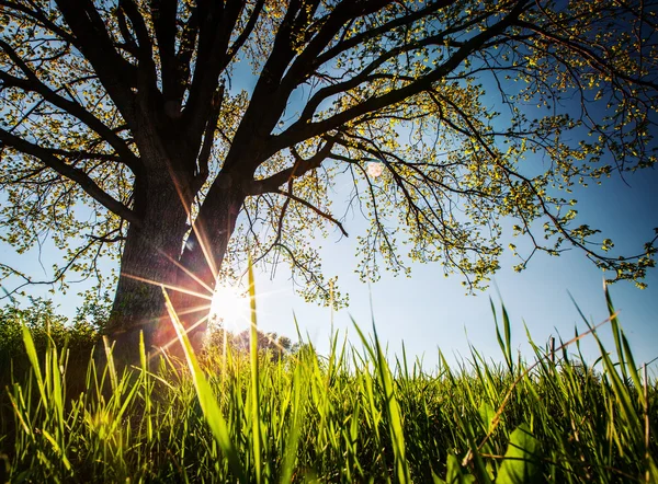 Primavera — Fotografia de Stock