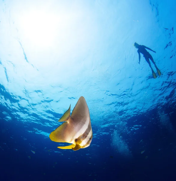 Onderwater schot van heldere batfish — Stockfoto