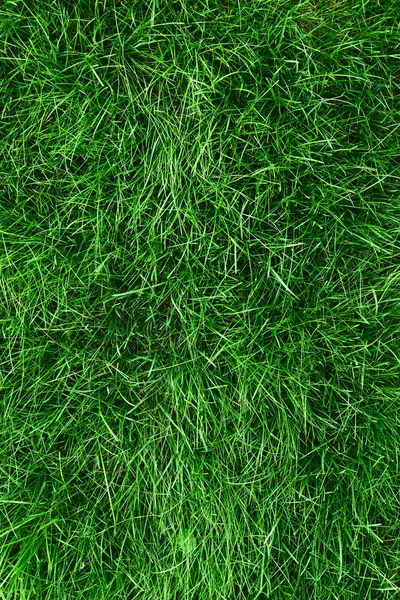 Gras — Stockfoto