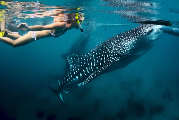 Jovencita haciendo snorkel con tiburón ballena — Foto de Stock