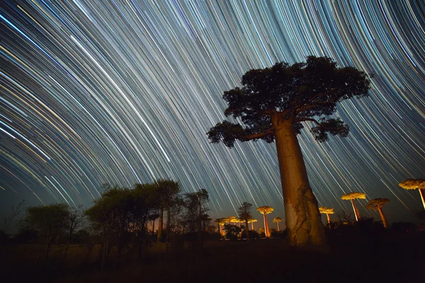 Baobab — Foto de Stock