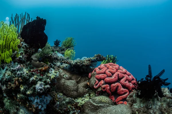 Mar azul — Fotografia de Stock