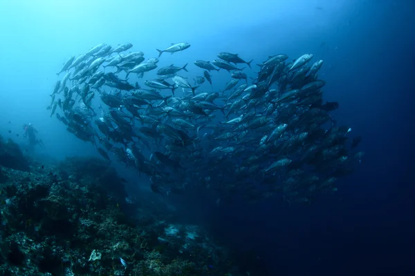 Pescado — Foto de Stock