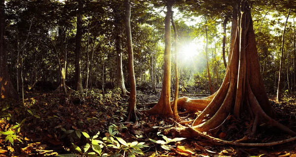 Мангровые леса — стоковое фото
