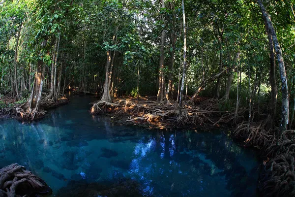 Mangroves — Stockfoto