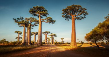Baobablar