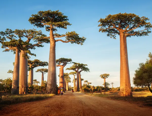 Baobabs — Stockfoto