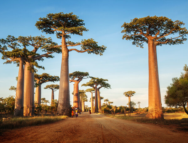 Baobabs