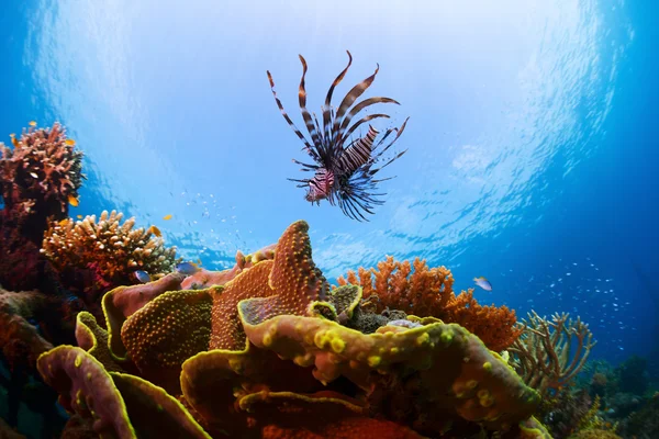 Indonesier — Stockfoto