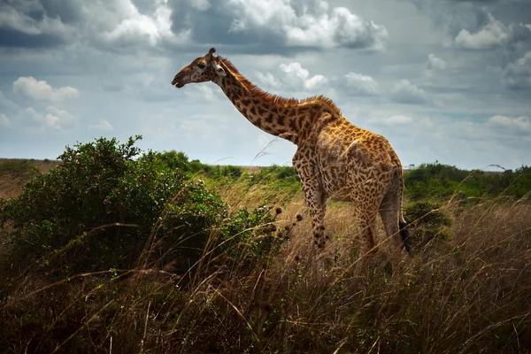 Giraffe — Stock Photo, Image