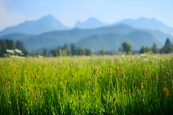 Alpes — Foto de Stock