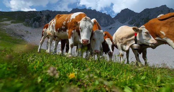 Cows — Stock Photo, Image