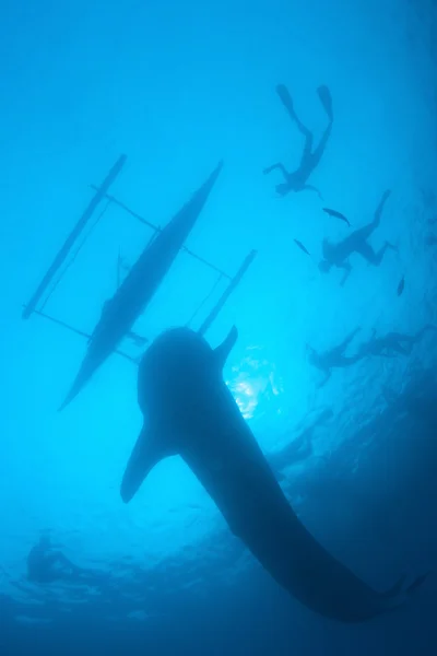 Shark — Stock Photo, Image