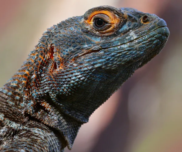 Leguan — Stockfoto