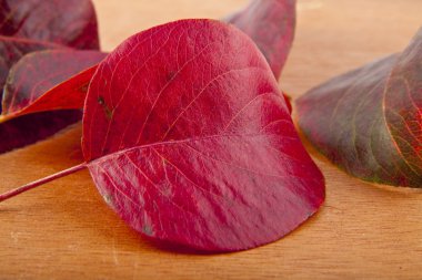 kırmızı yapraklar