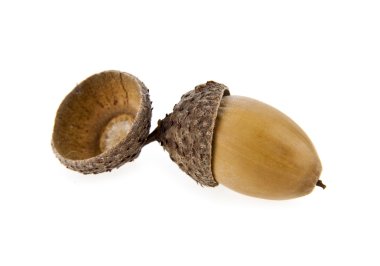 Meşe palamutları