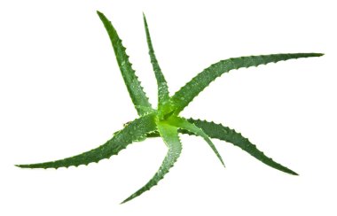 Aloe.
