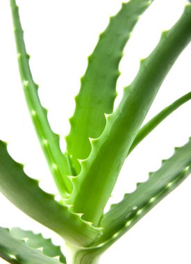 Aloe.