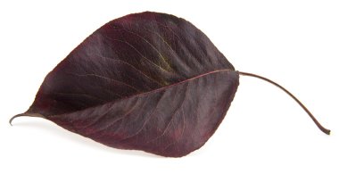 Kırmızı sonbahar yaprakları