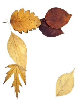 Sonbahar Yaprakları