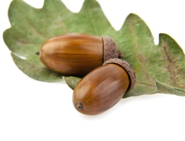 Meşe palamutları