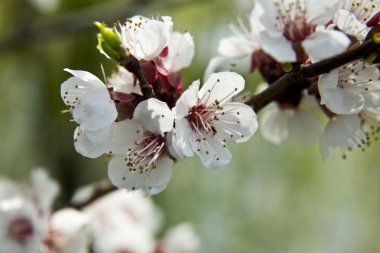 bahar çiçekleri kayısı
