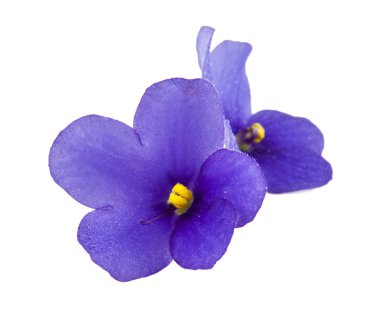 Çiçekler.