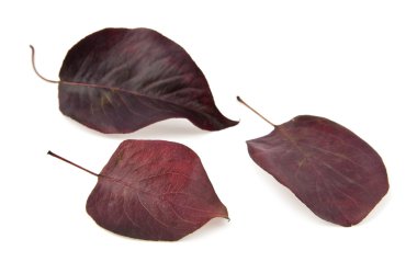 Kırmızı sonbahar yaprakları