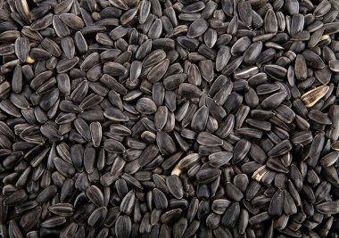 Ayçiçeği tırtıl