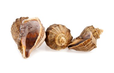 cockleshells