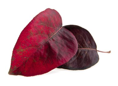 Sonbahar Yaprakları