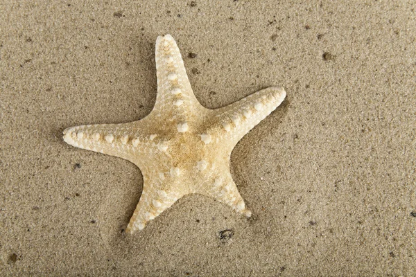 Stella marina sulla sabbia — Foto Stock